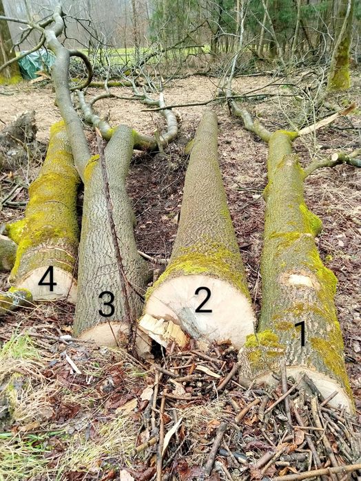 Jesion / drewno / długie kłody