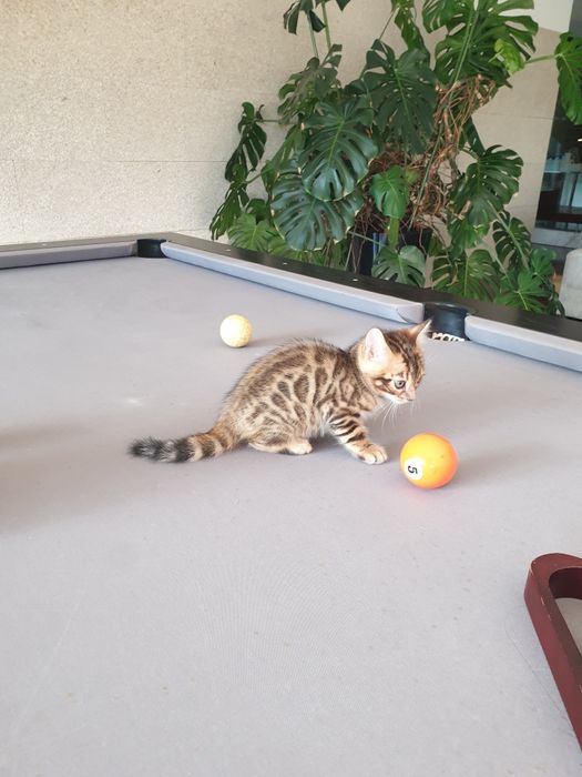 Gato de Bengala maravilhoso