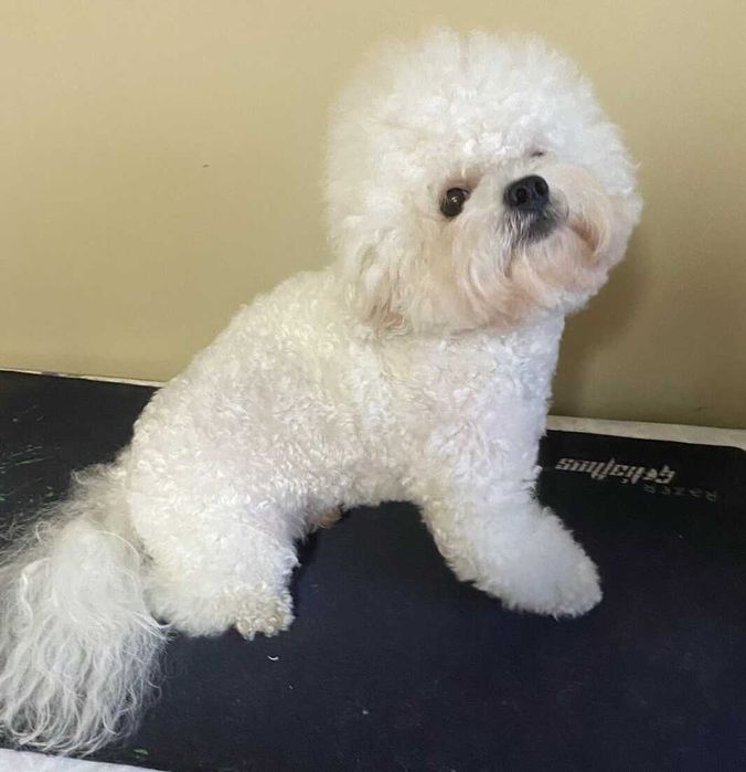 Бишон фризе вязка