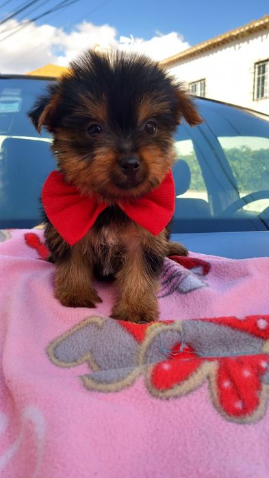 Yorkshire terrier  macho mini