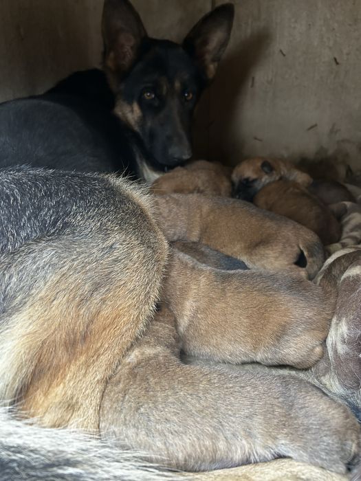 Вірний друг та охоронець,цуценята змішаної породи