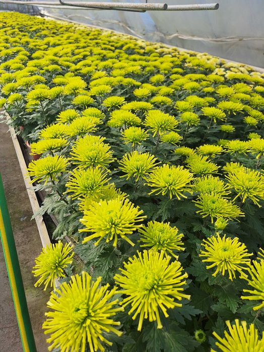 Chryzantemy hurt detal