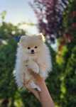 Pomeranian Szpic Miniaturowy