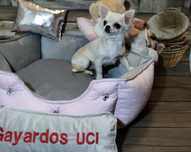 Chihuahua długowłosa półroczna suczka