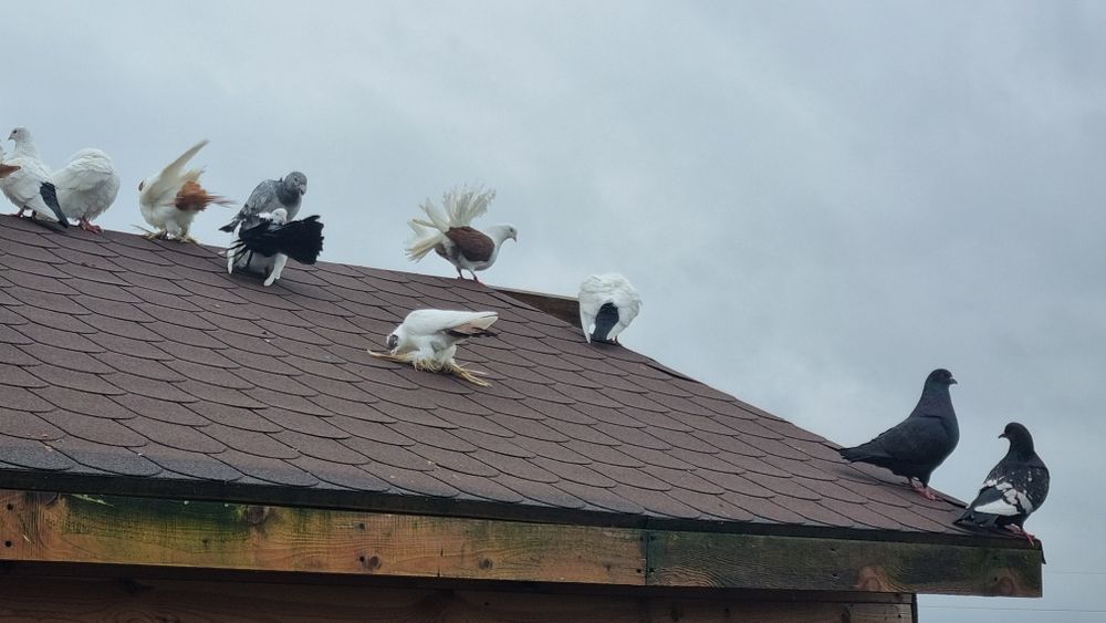 Gołębie ozdobne winerki pawie wiedynki itp