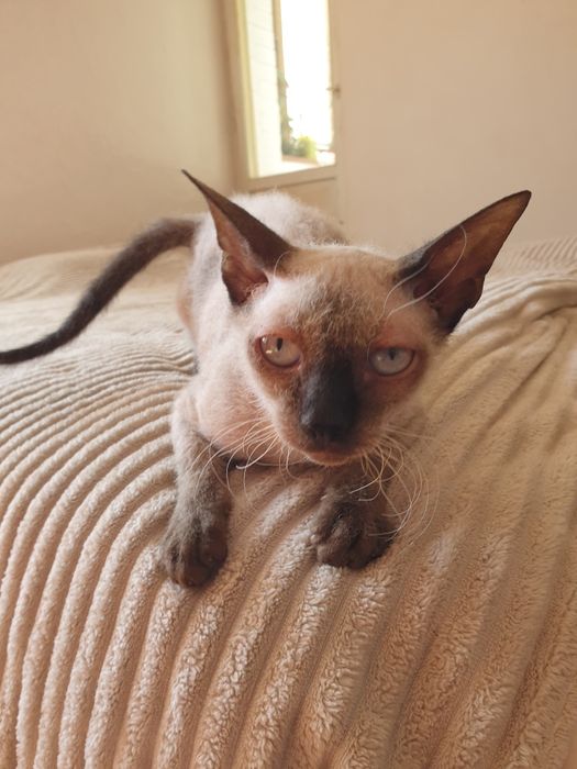 Канадський сфінкс велюрова дівчинка