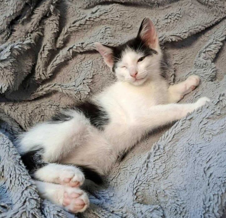 12tyg.kotka,kociczka biało-czarna z domu tymczas.ADOPCJA