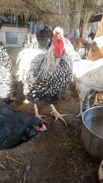 Koguty wyndetta srebrnołuskowane