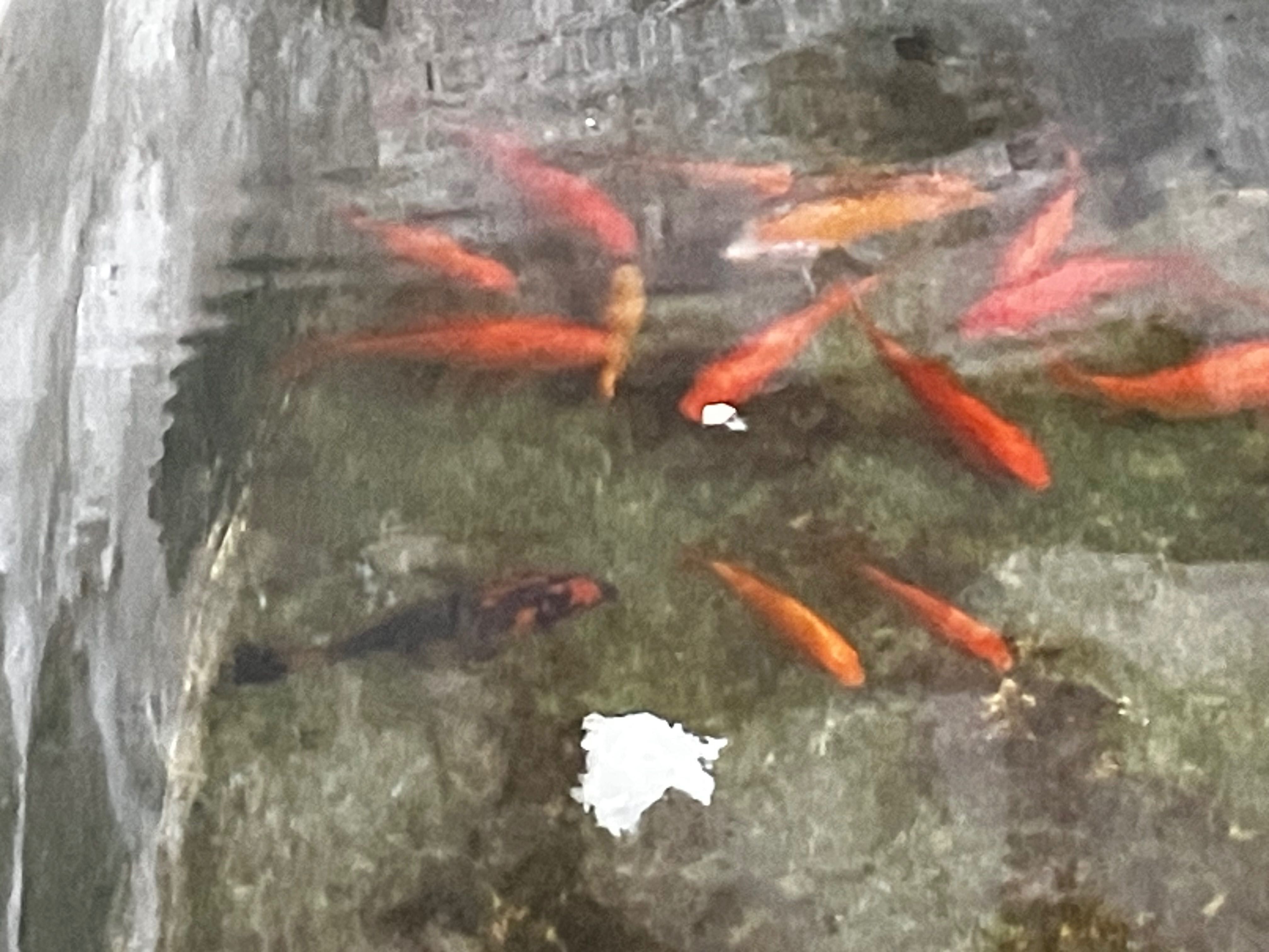 Peixes para lago ou aquário