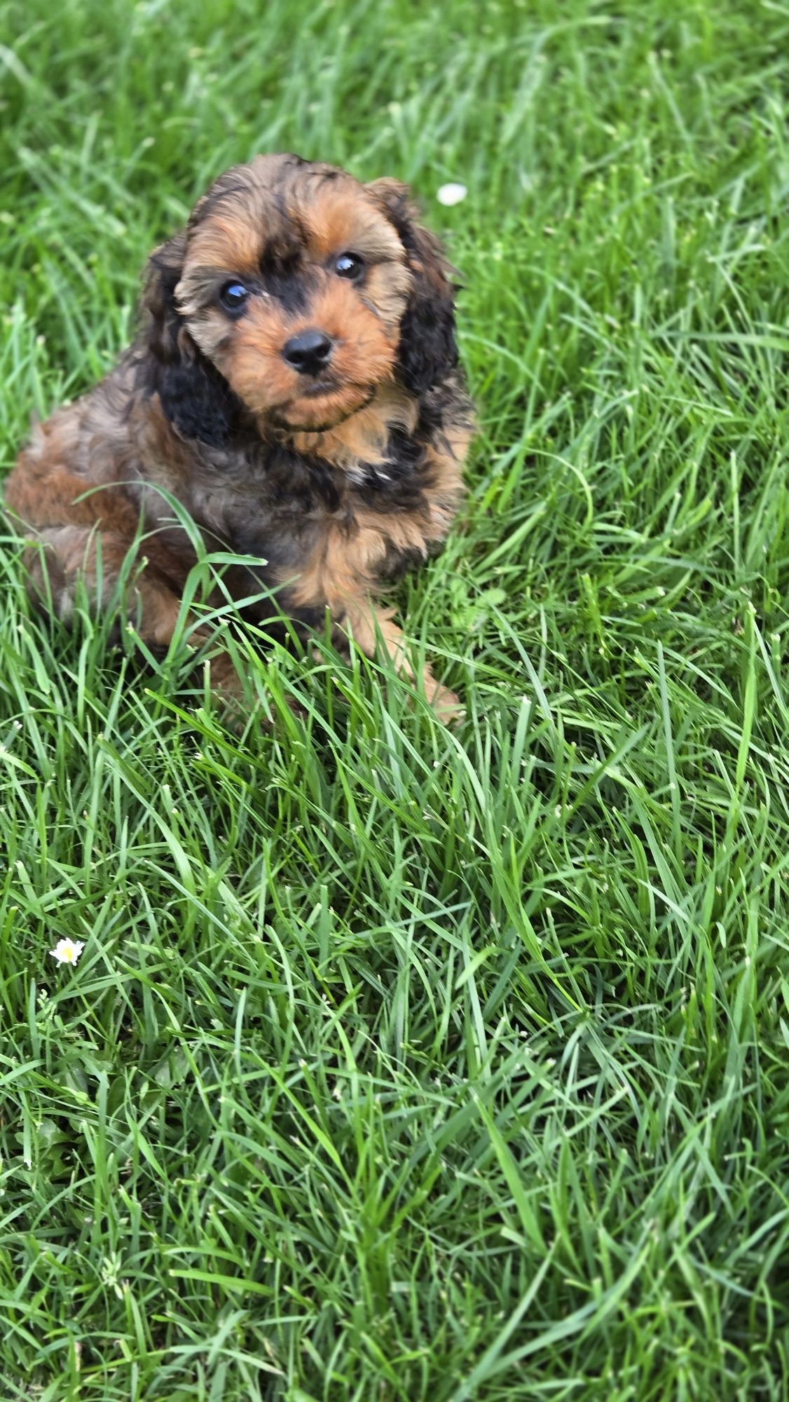 Cavapoo piesek F1 w extra cenie