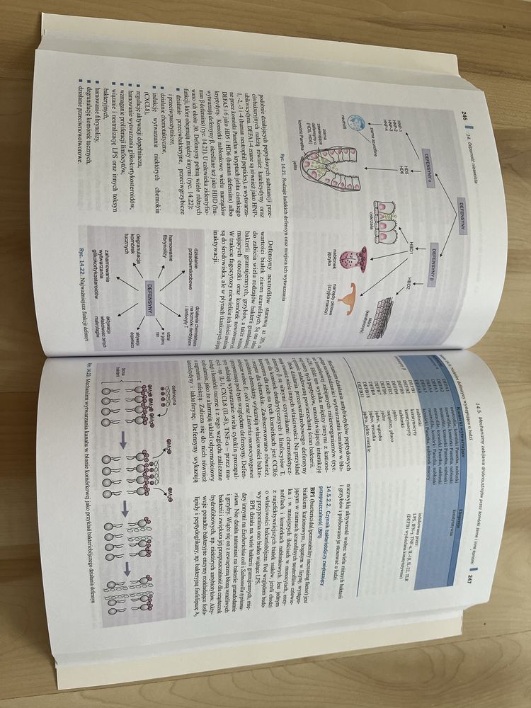 Immunologia Gołąb