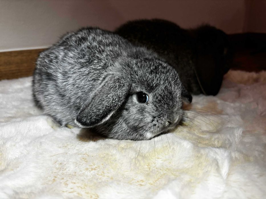 Mini Lop Baranek Karzełek Miniaturka