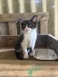 Dou gatinho bebe