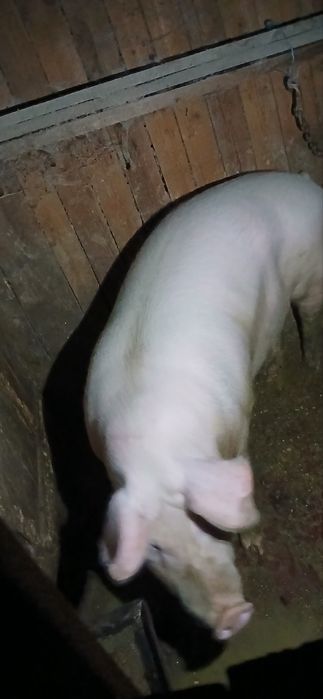 Продам свиней на забій.