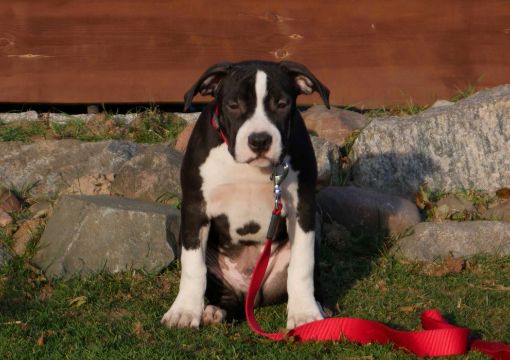 American Staffordshire Terrier ZKwP Amstaff FCI piękny piesek WILDWEST