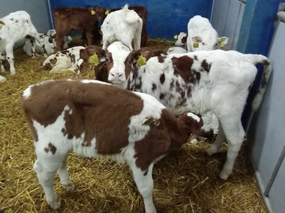 Cielęta, cielaki, byczki oraz jałówki mięsne, MM,MS,HF transport