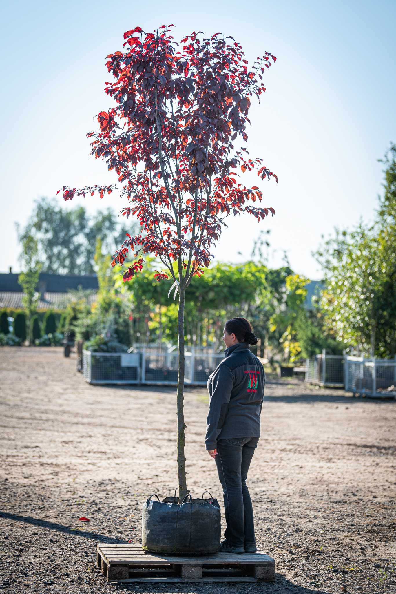 Śliwa wiśniowa 'Woodii'/ Prunus cerasifera 'Woodii' PURPUROWA