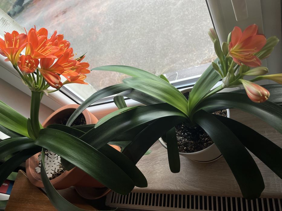 Kliwia roślina doniczkowa