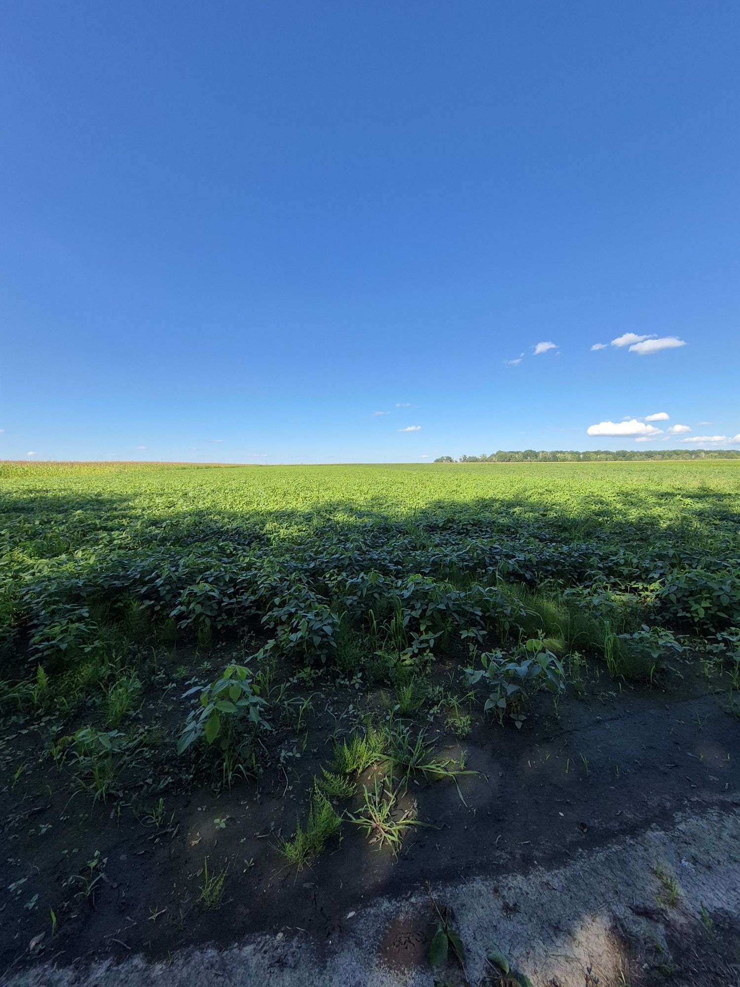 Продаж земельної ділянки в с.Писарівка
