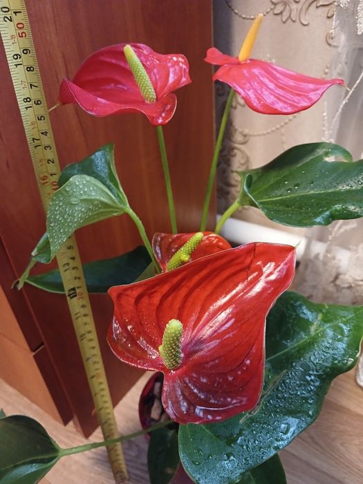 Продам  антуриум