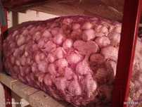 продам часник ярий сочинський  70грн,кг