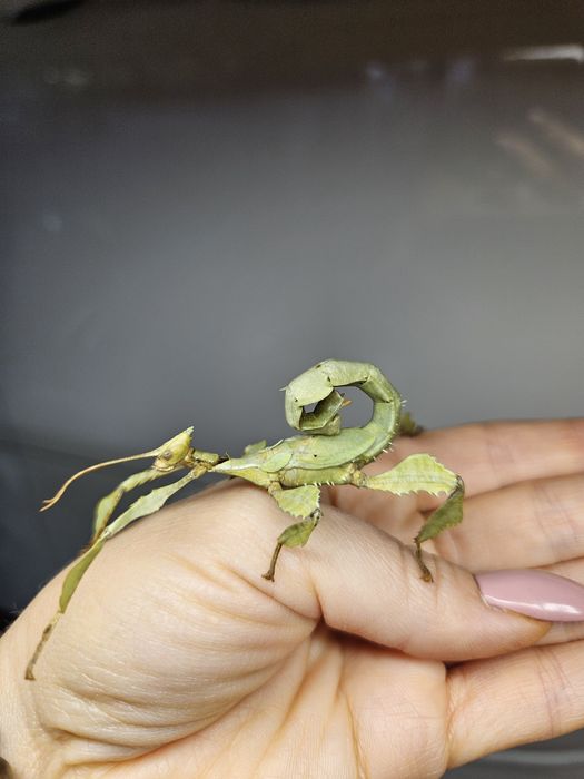 Straszyk Australijski (green morph)  Samiec