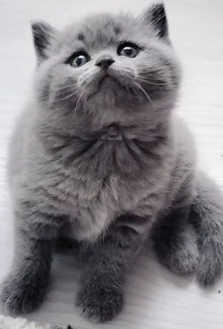 Fêmea British Shorthair blue