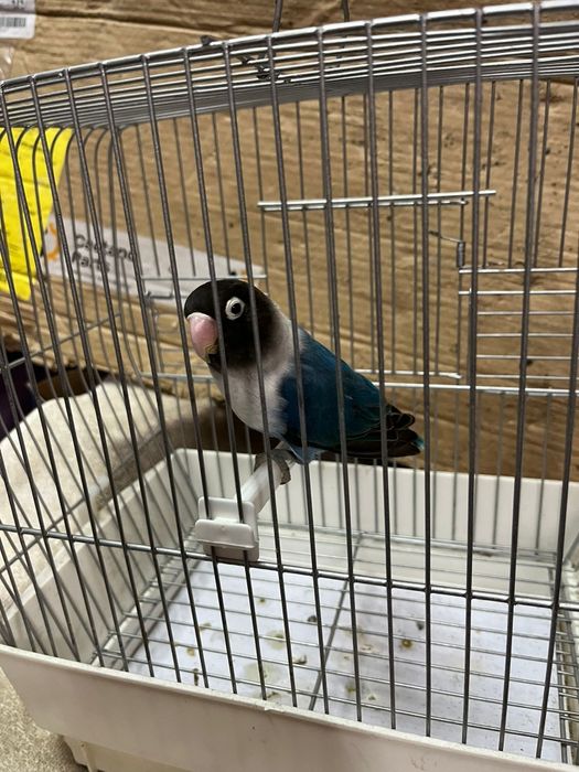 Agapornis Personata 2025 mais gaiola