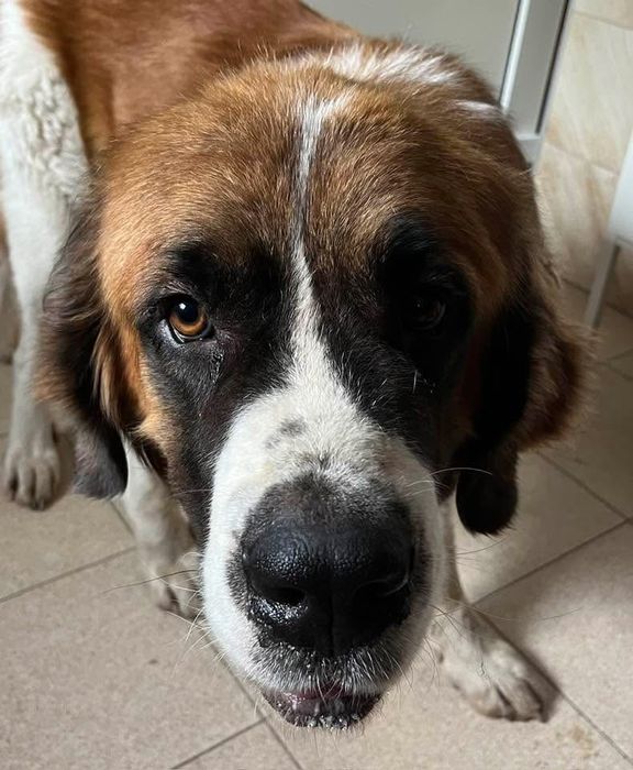 Malutki- Bernardyn czeka na dom