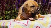 Everest samiec American Staffordshire Terrier zkwp FCI.  Do rezerwacji