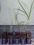 Miskant Gracillimus i Silberspinne doniczka p9
