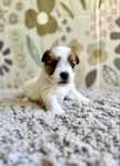 Jack Russell Terrier- szorstkowłosa sunia FCI