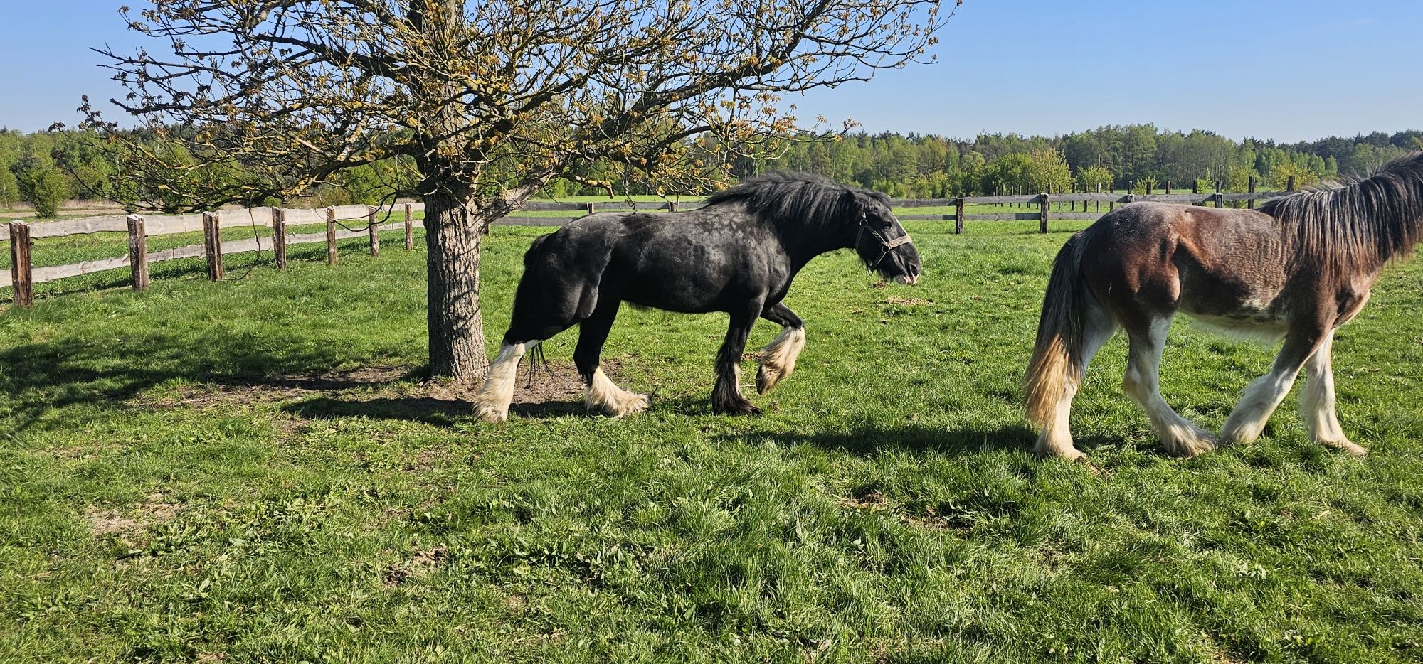 Klacz Shire na sprzedaż