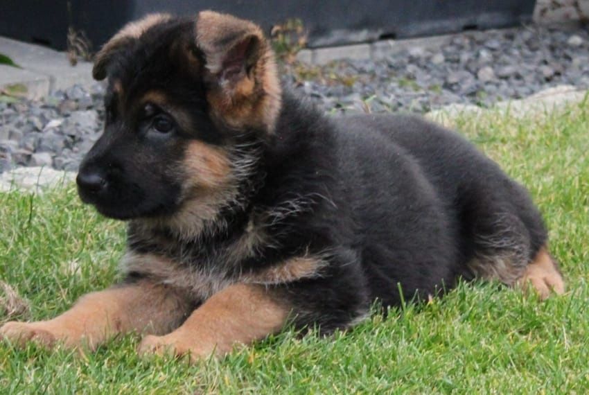 Owczarek niemiecki krótkowłosy SZCZENIAK - ojciec Mistrz Świata Junior