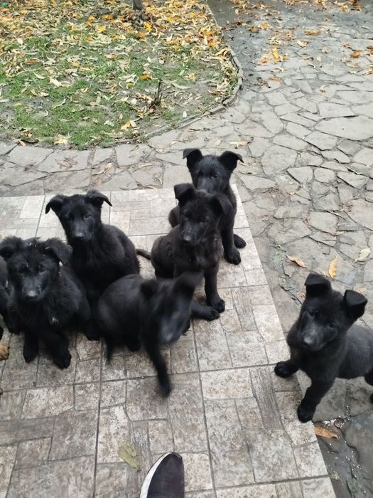 Східноєвропейська вівчарка.