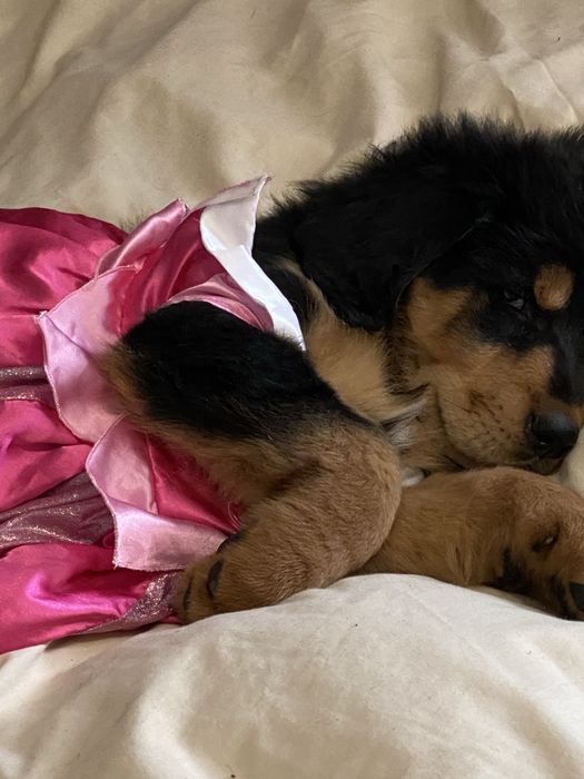 Чорнопідпалий окрас. Тибетський мастиф. Цуценя.