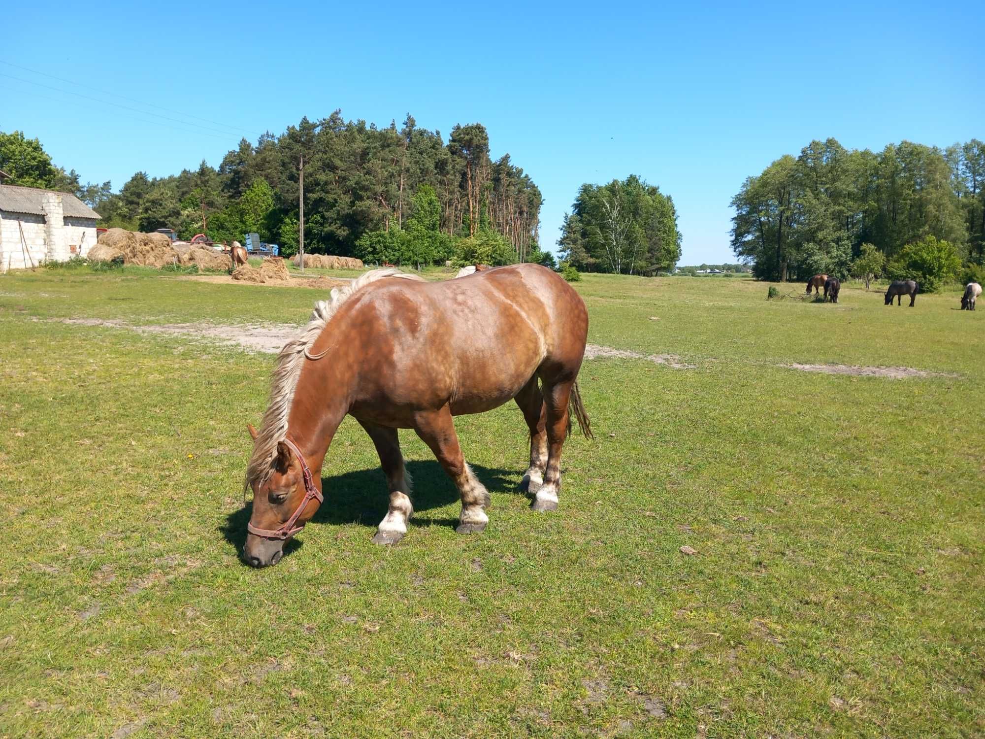 Klacz zimnokrwista źrebna