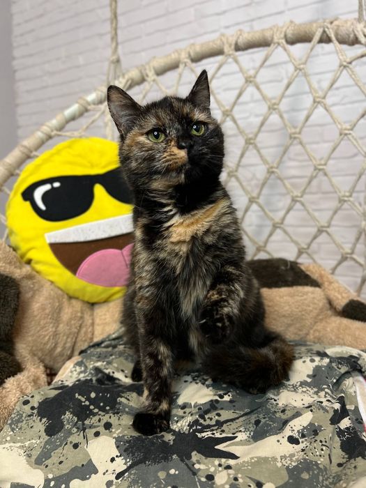 Отдам_ кошки_ котята_ няша