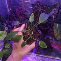 Anthurium Anturium Gracile 2 sadzonki w doniczce