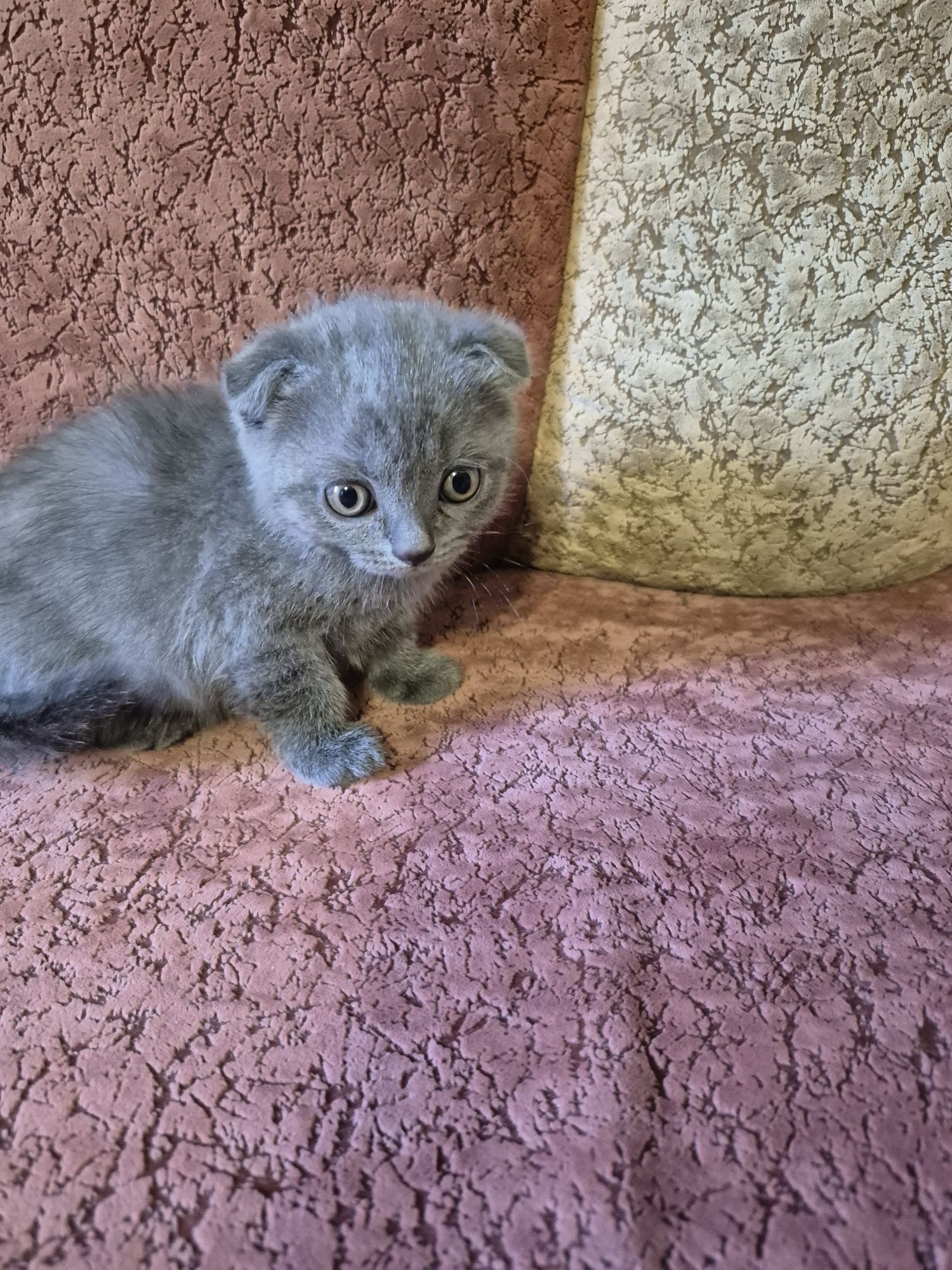 Котенята Шотландці