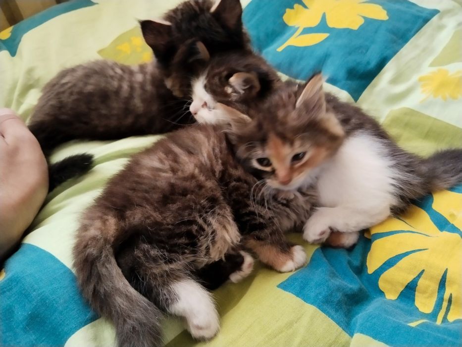 Пухнасті кошенята