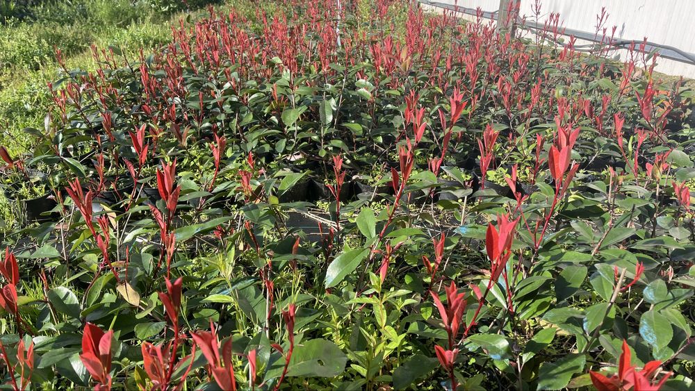 Photinia Red Robin - Folha vermelha