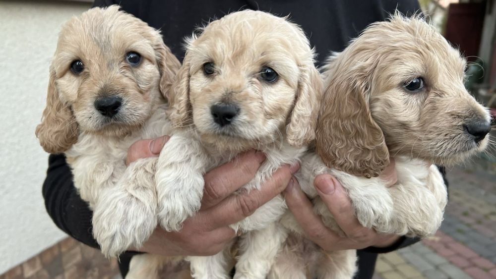 Собаки Кокапу шукають люблячу сімʼю , потішні, веселі, грайливі та ніж