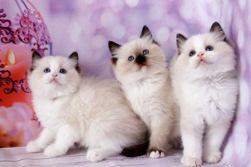 Файні, чемні, охайні, ласкаві кошенята породи Ragdoll