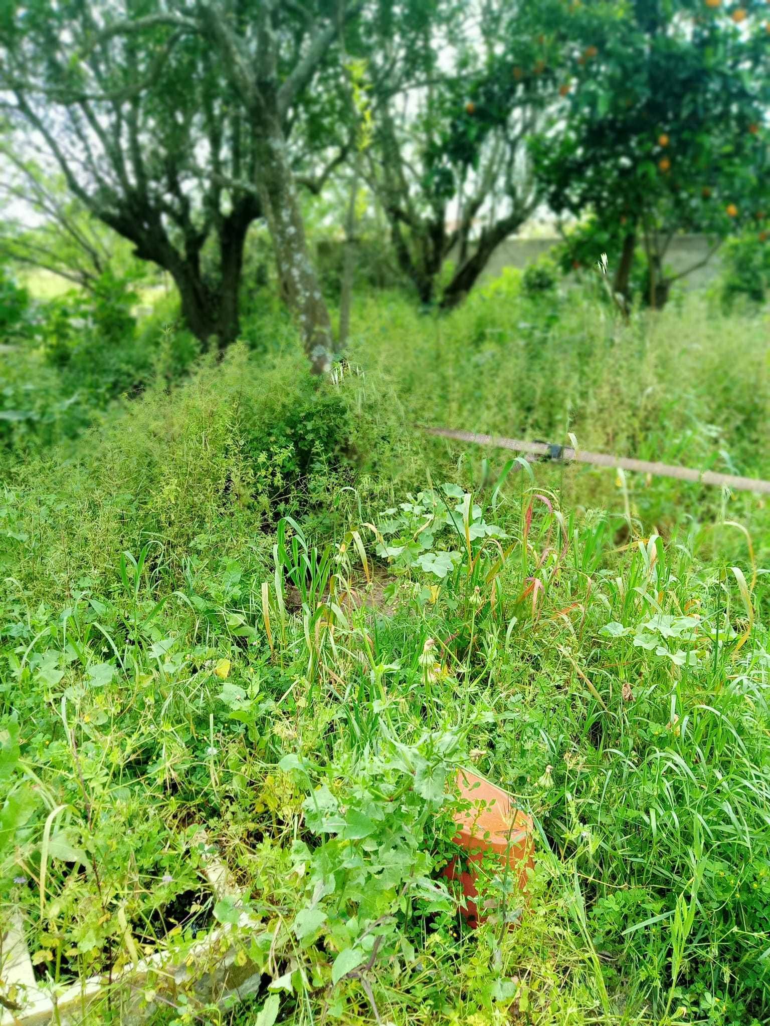 Limpeza de terrenos agrícolas florestais hortícolas jardins aceiros.