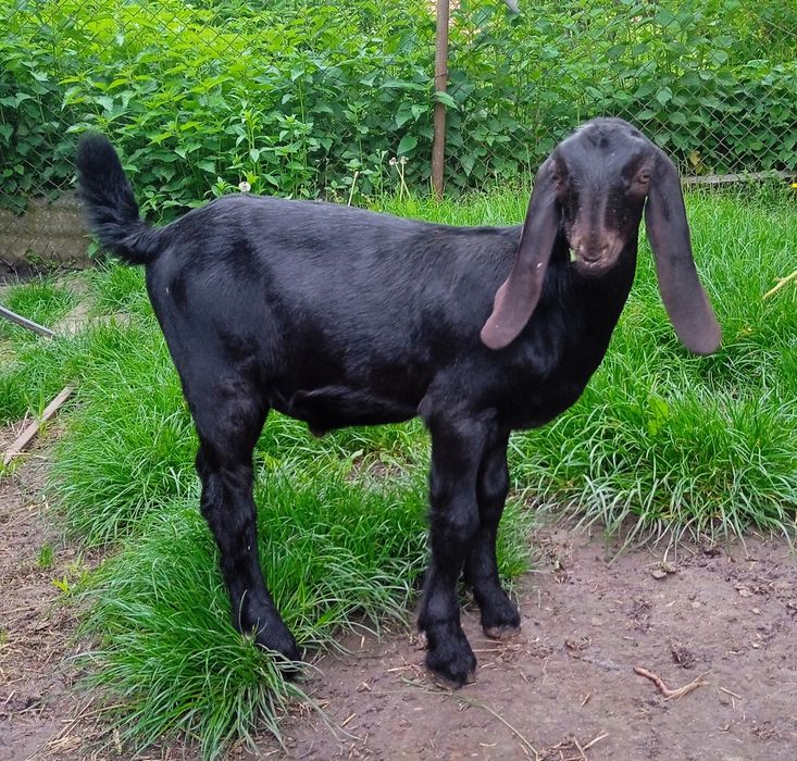 Продається каморі-нубійський цапчик.