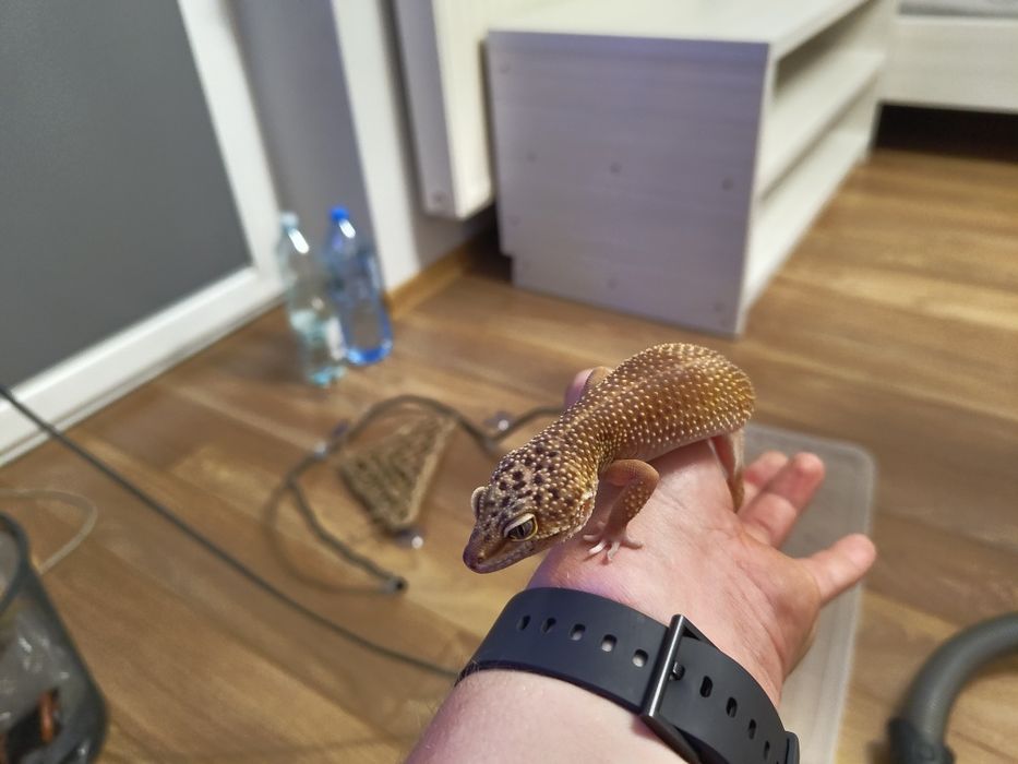 2 Gekony Lamparcie + terrarium