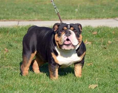 Buldog angielski rudo-białe suczka