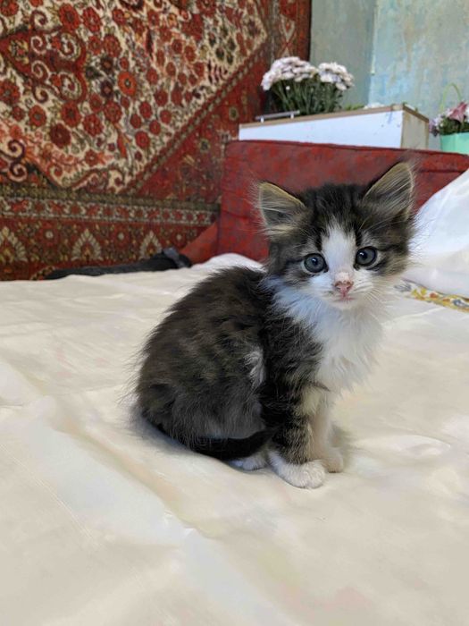 Котята в хорошие руки