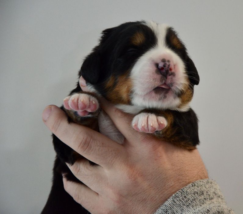 Berneński Pies Pasterski